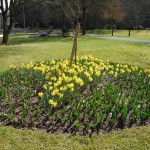 Blumen Kurpark_18.04.2013_006CBuchen